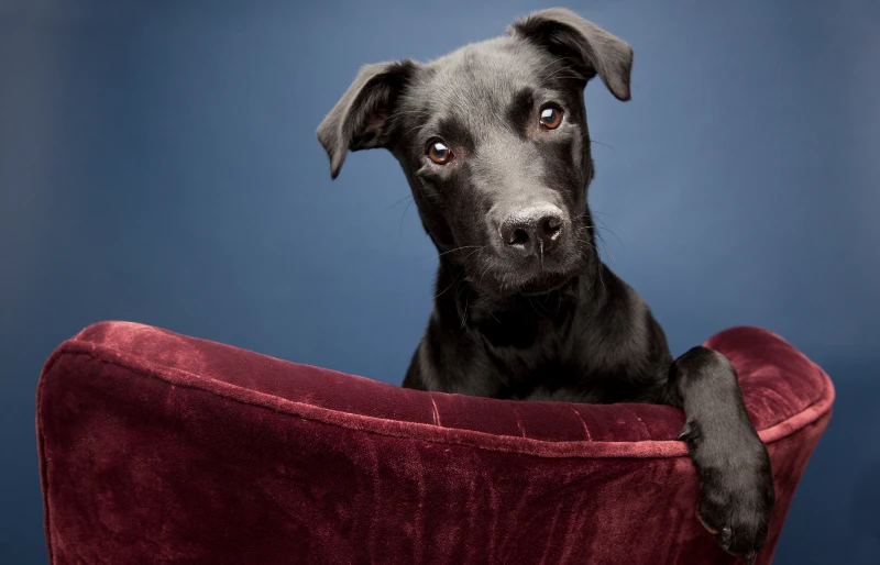 black labrador whippet mixed breed dog on a chair