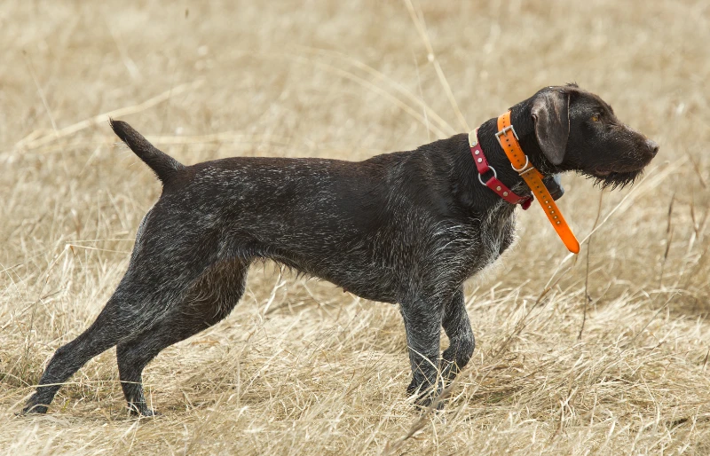 black roan german wirehaired pointer dog in a field