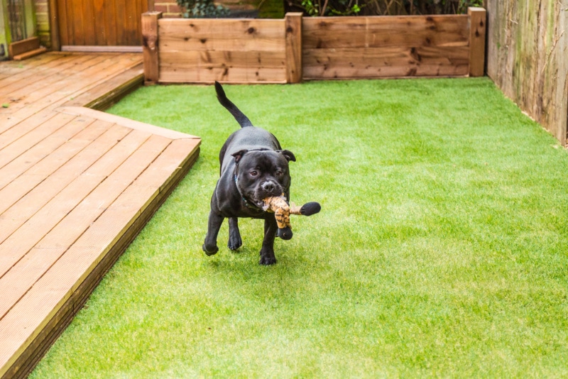 black staffordshire bull terrier dog playing at indoor park