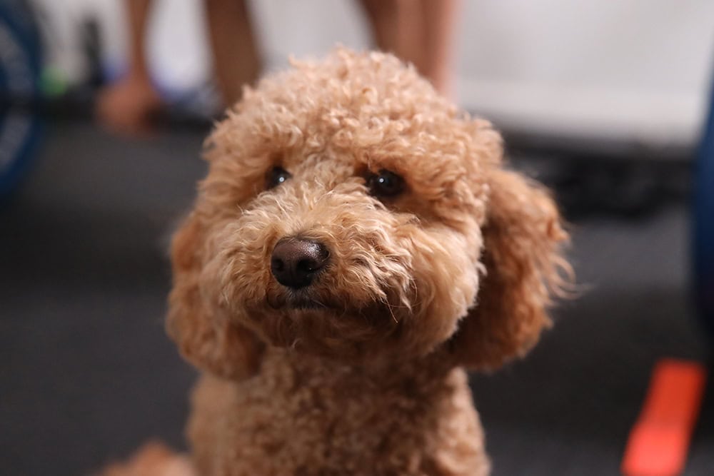 brown havapoo dog up close