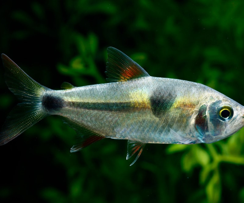 bucktooth tetra fish