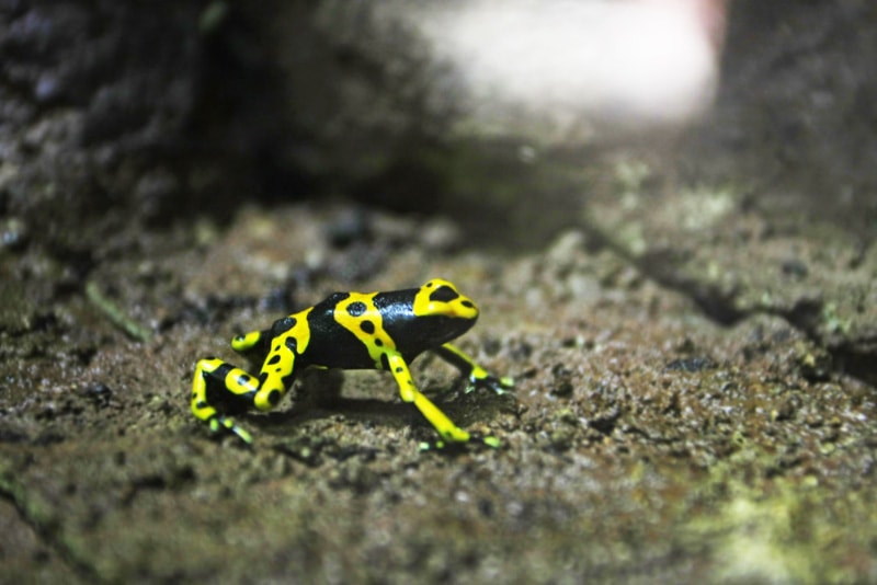 bumblebee dart frog in a terrarium