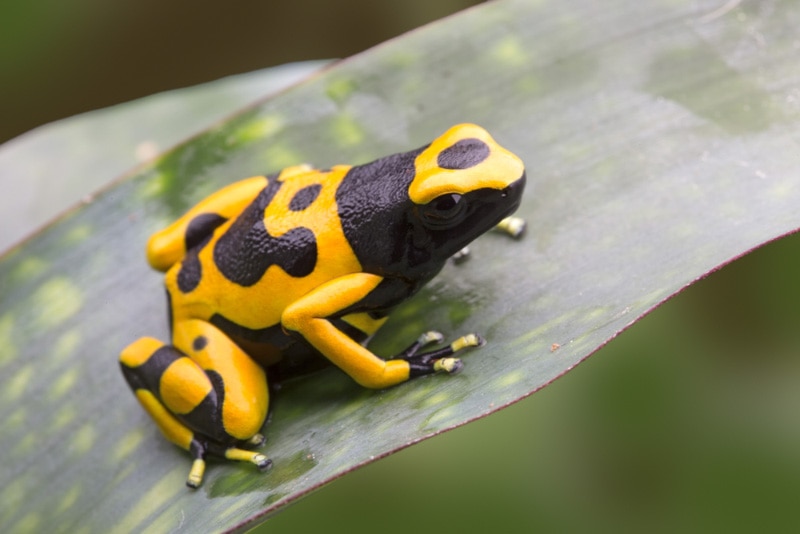 bumblebee dart frog on a leaf