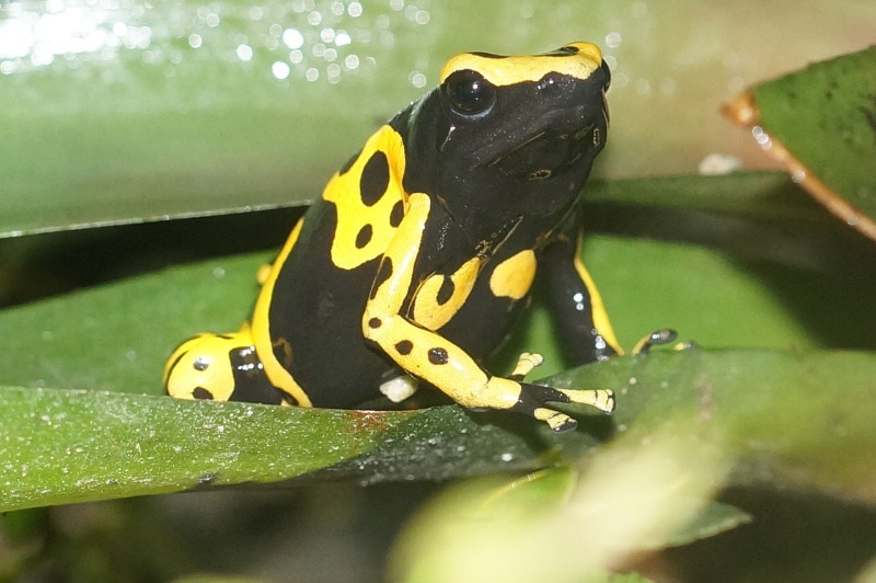 bumblebee dart frog on a leaf