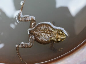 Do Toads Drink Water? Vet-Approved Science & Info | Hepper Pet Resources