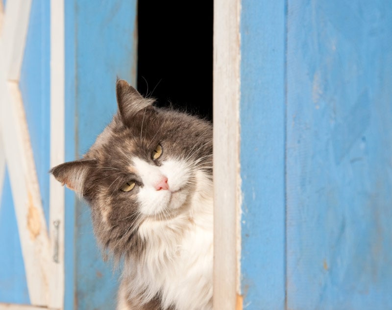 cat looking out of the blue barn