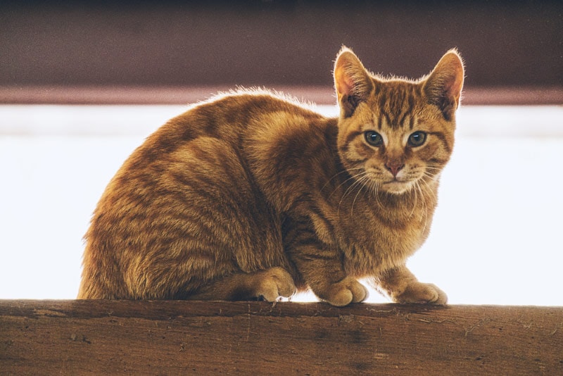 cat stalks the upper rafters of a hayloft in a barn