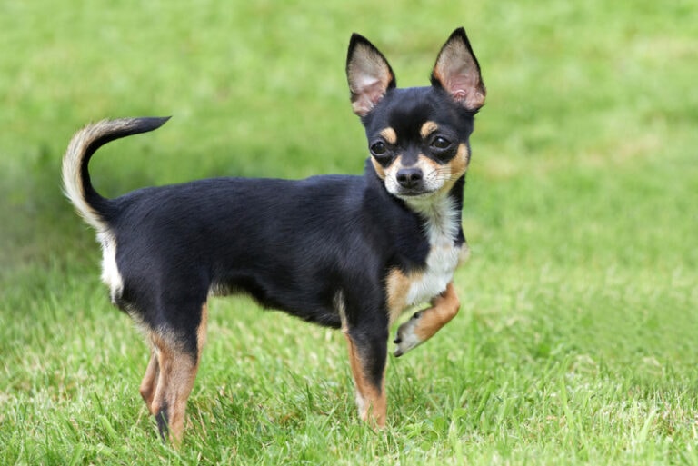 Miniature Pinscher vs. Chihuahua: The Main Differences (With Pictures ...