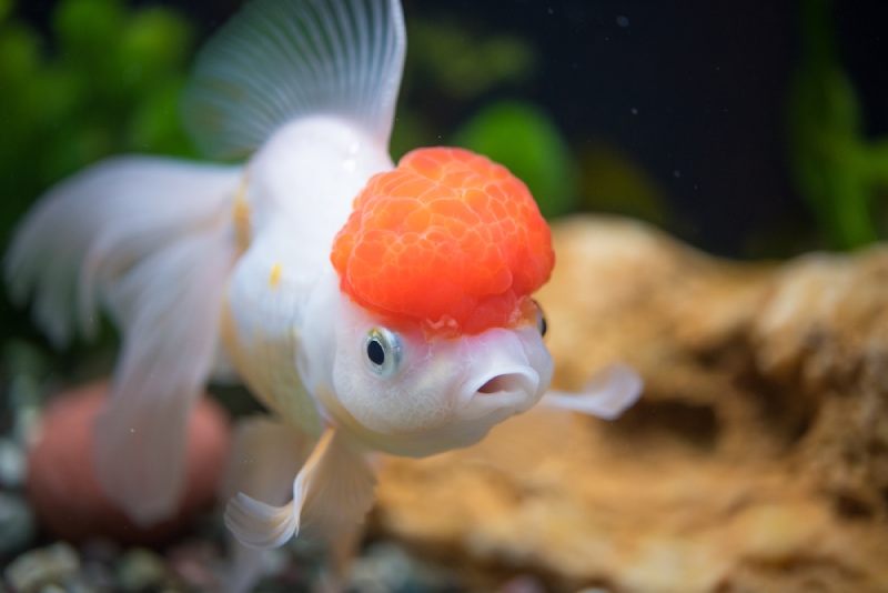 close up of a red cap oranda goldfish in tank