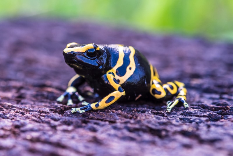 close up of bumblee dart frog