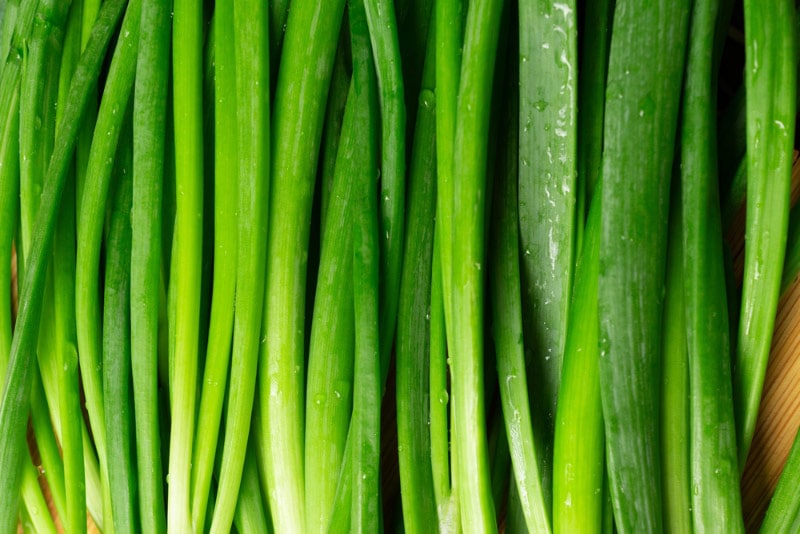 close up of fresh green spring onions stems