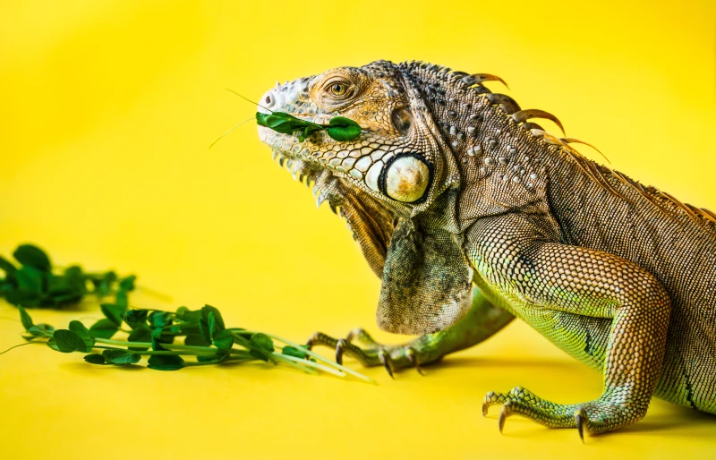 close up of iguana eating greens on yellow background