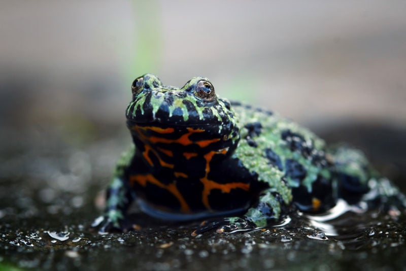 close up of oriental fire bellied toad