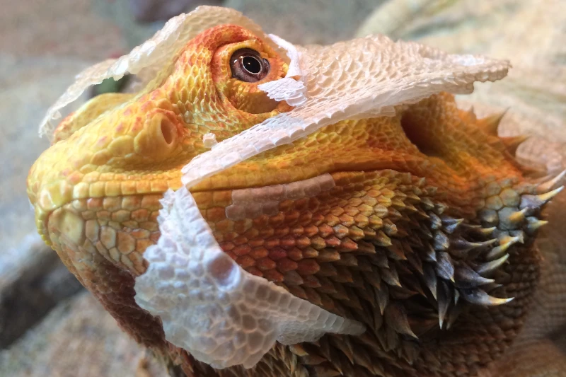 close up of the head of a bearded dragon shedding