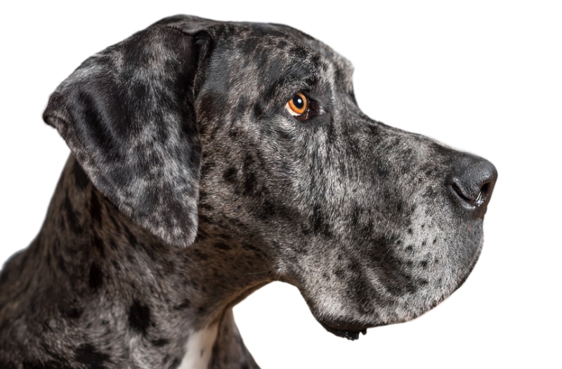 close up side view of a great dane's face