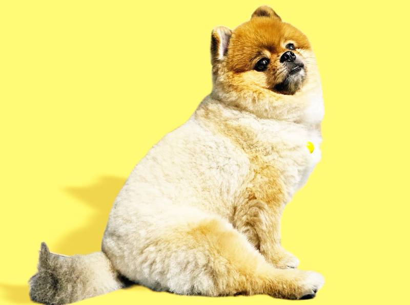 cute fluffy Pomeranian dog sitting on bright trendy yellow background