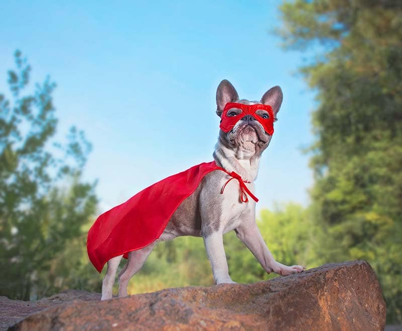 cute french bulldog in a super hero costume