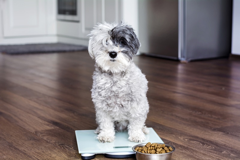 cute poodle dog on weigh scales