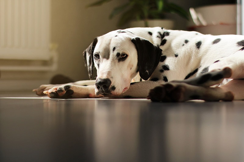 dalmatian dog on the floor