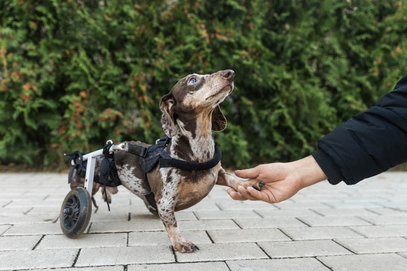 disabled-dog in wheel chair