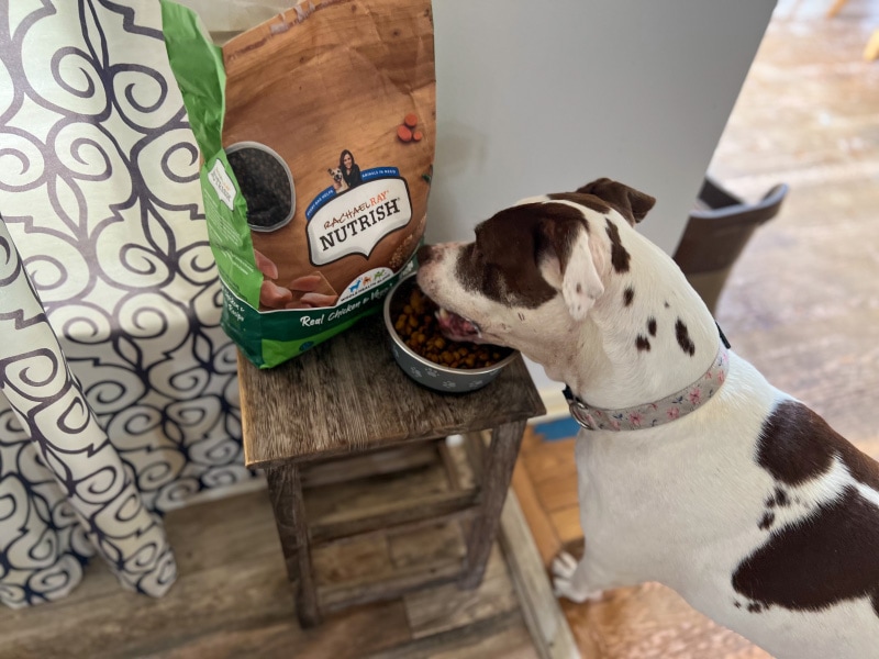dog eating rachael ray nutrish dog food