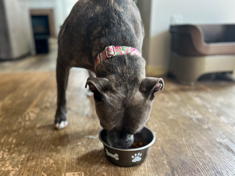 dog eating rachael ray nutrish dry dog food