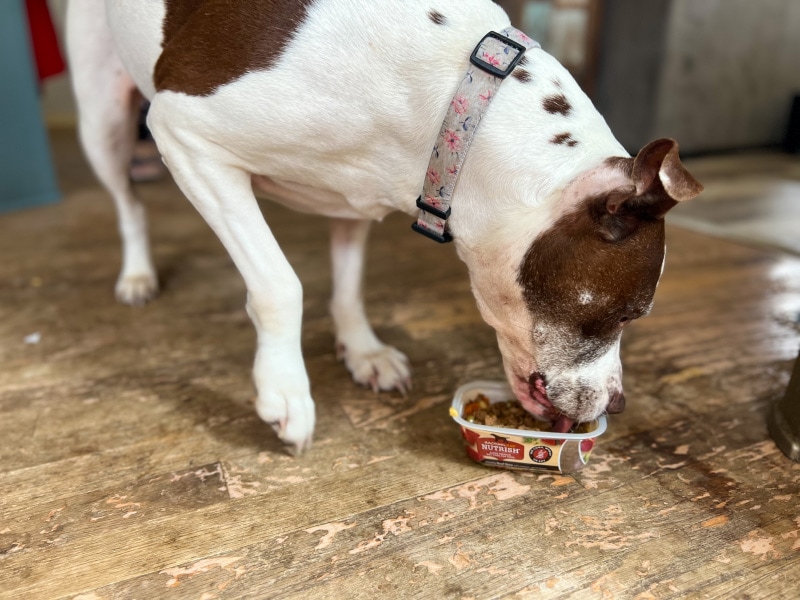 dog eating rachael ray nutrish wet food