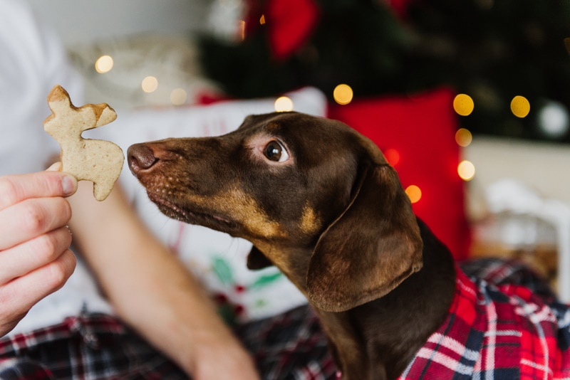 dog having christmas treats