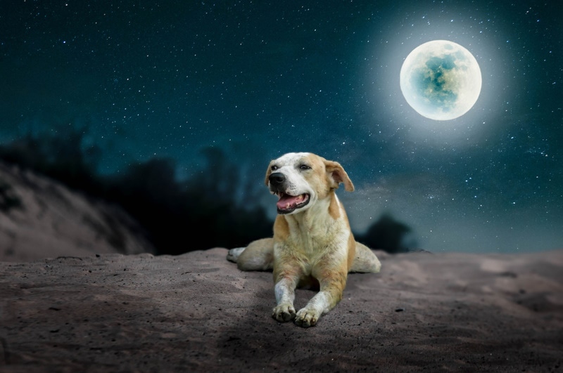 dog-in the desert on full moon