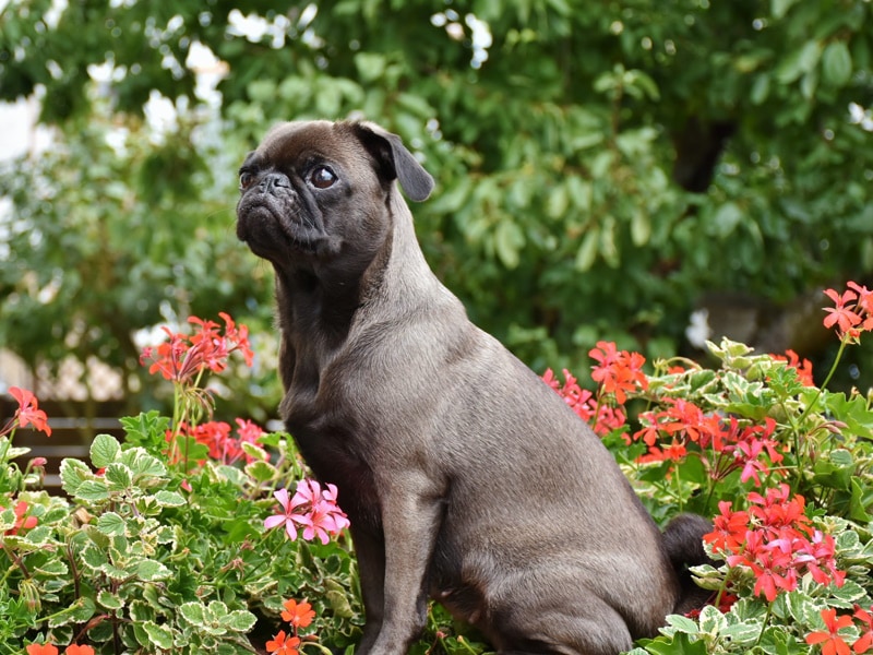 dog sitting in flower garden