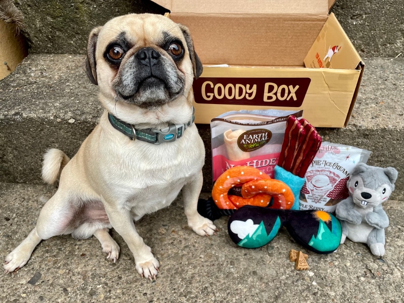 dog with chewy goody box contents.jpg