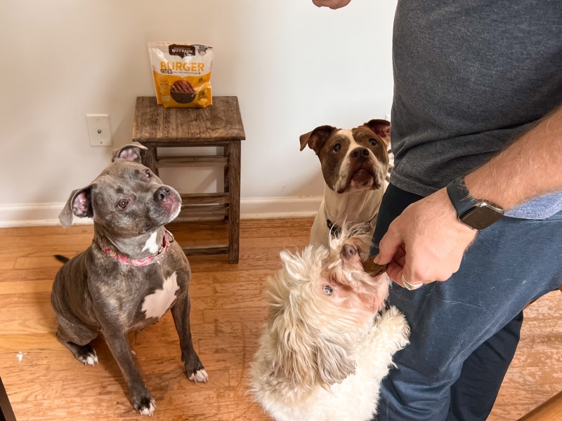 dogs getting burger bite treats