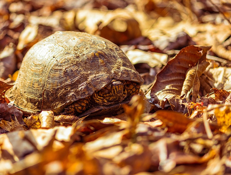 eastern box turtle sleeping in dried leaves