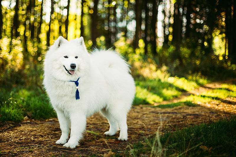 female samoyed dog in the forest