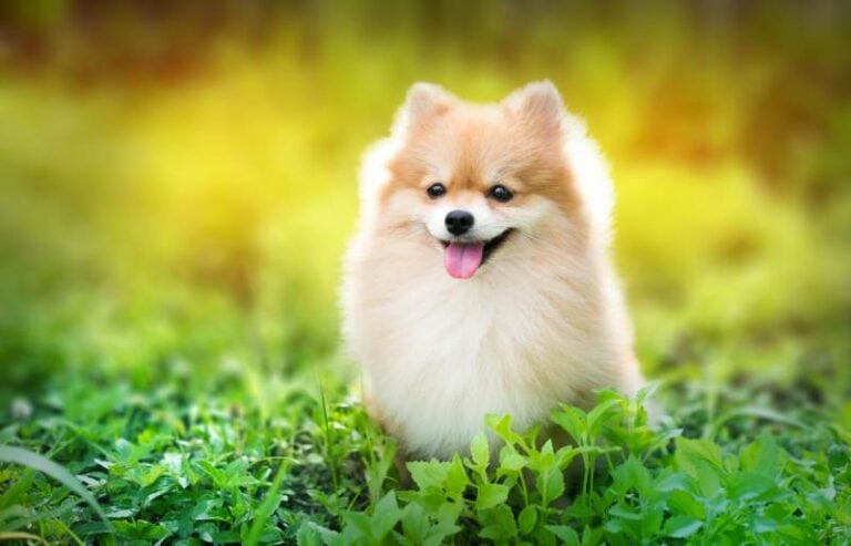 6 Types Of Pomeranians With Info Pictures Hepper Pet Resources 6 Types Of Pomeranians With Info Pictures Hepper Pet Resources