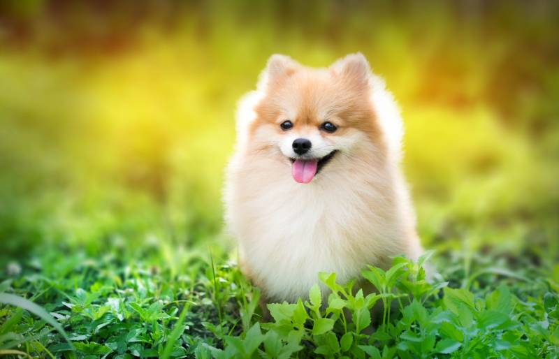 fluffy pomeranian dog sitting in a spring park surrounded by yellow flowers on a sunny day