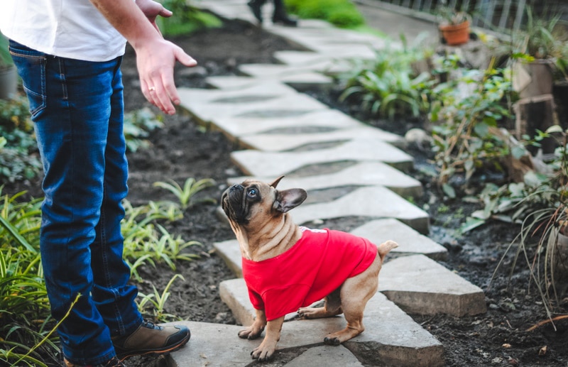 french bulldog with his owner