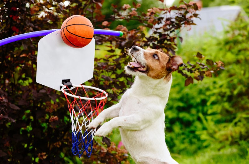 funny dog catching basketball above the hoop