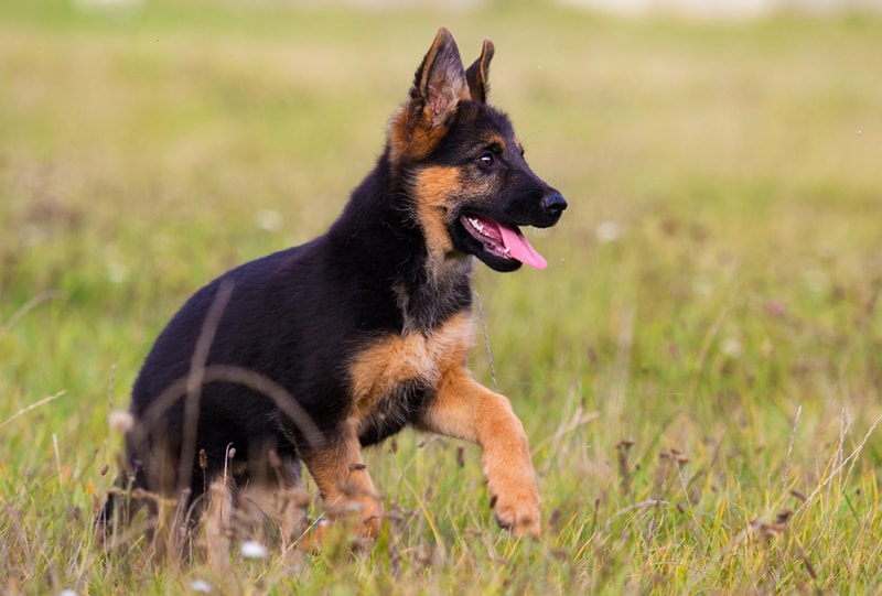 german shepherd puppy playing outdoor