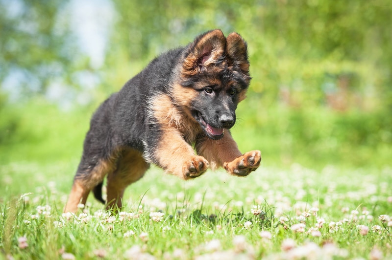 german shepherd puppy playing