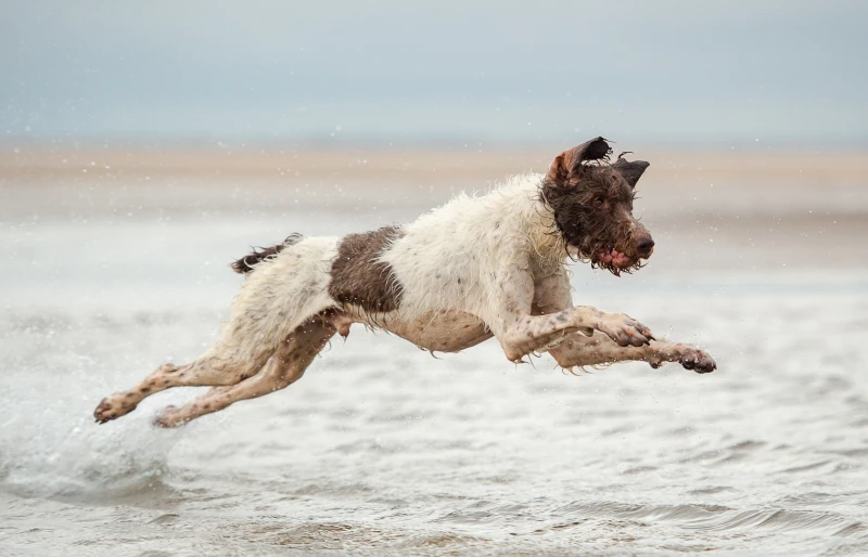 german wirehaired pointer dog leaping over waves along the beach