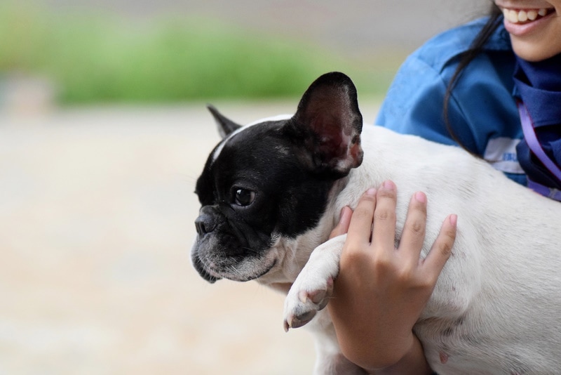 girl holding french bulldog