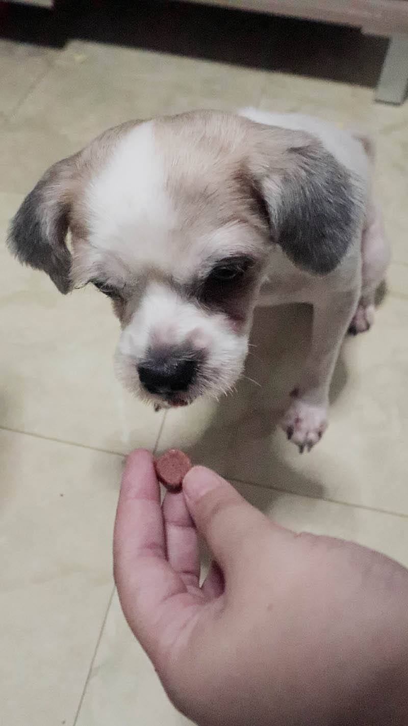 giving Nexgard chewable tablet to a dog