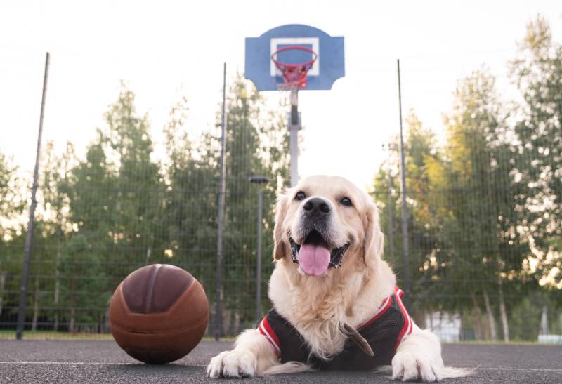 golden retriever dog in a basketball uniform with a ball sits at a basketball hoop
