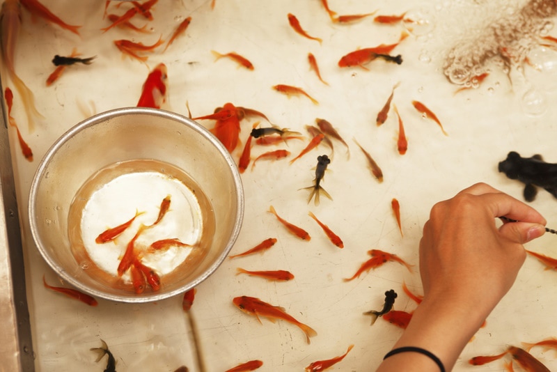 goldfish scooping