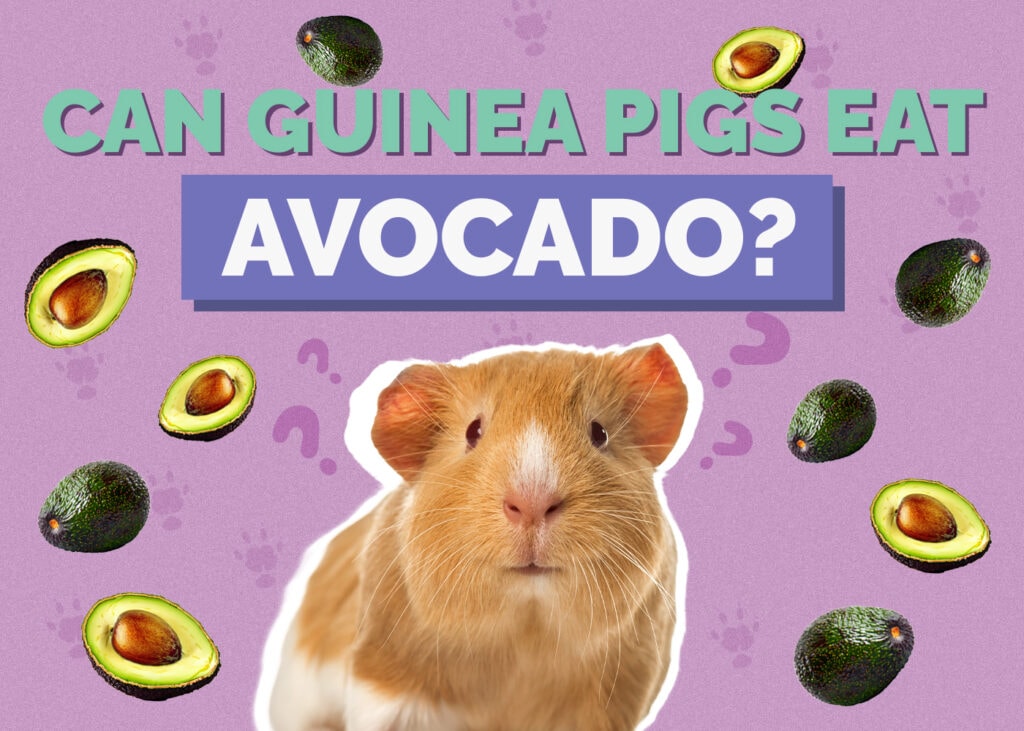 Can Guinea Pigs Eat Avocado