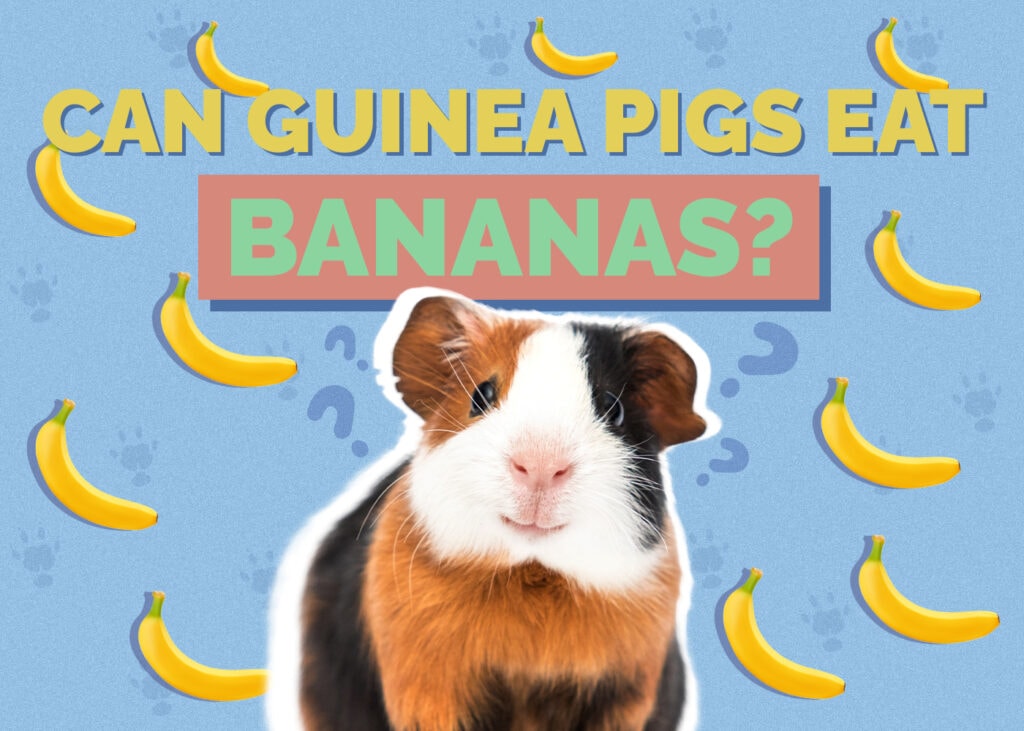 Can Guinea Pigs Eat Banana
