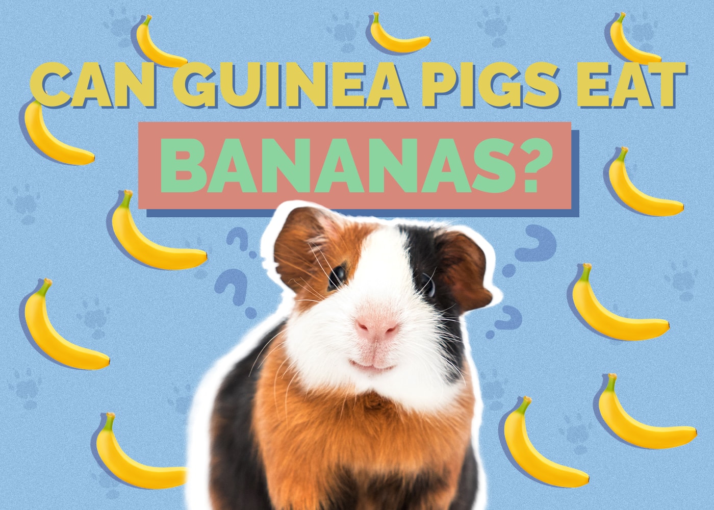 can guinea pigs eat bananas