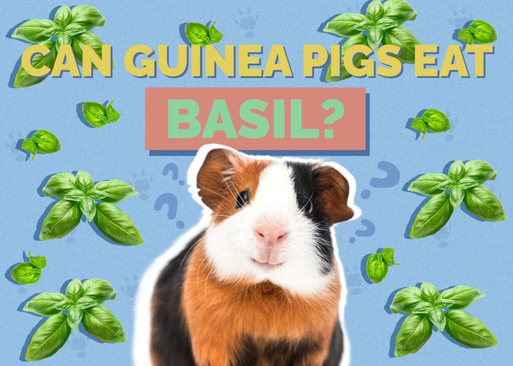 Can Guinea Pigs Eat Basil