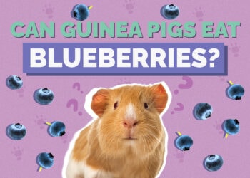 Can Guinea Pigs Eat Blueberries? Vet-Approved Nutrition & Diet Facts